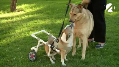 Инвалидные коляски для собак и кошек на задние лапы (тележки). 2024!