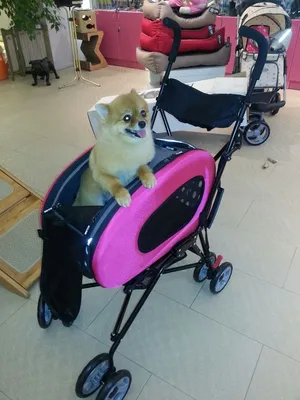 Астраханский мастер делает инвалидные коляски для собак. Сколько стоит  такая реабилитация? - YouTube