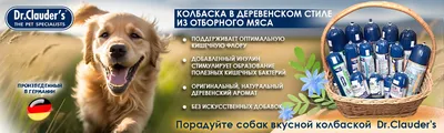 Пин от пользователя Dog Life на доске Коляски для собак | Коляска для собак,  Коляски, Собаки