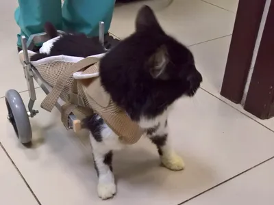 Инвалидные коляски для животных (собак/котов): 7 000 грн. - Зоотовары Киев  на Olx