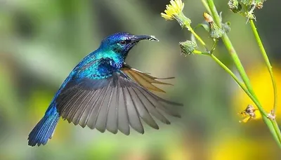Маленькая, но горная птичка: зачем ученые переселили колибри и что из этого  вышло | Вокруг Света