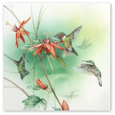 В Анапе можно встретить уникальную бабочку – почти что колибри – бражник