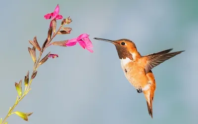 Watercolor Hummingbird Tattoo Design 2022