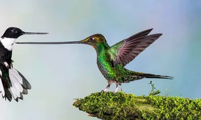 Птица колибри сдирает кожу с природного леса | Премиум Фото