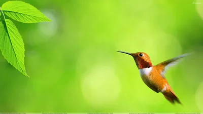 Обои Madidi Hummingbirds – NEWTON PAISLEY
