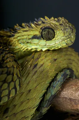 Колючая змея - впечатляющее фото в хорошем качестве