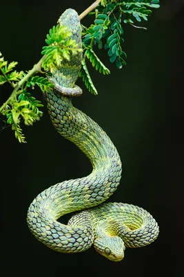 Фото колючей змеи - скачать бесплатно