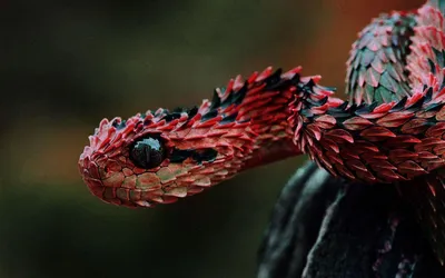 Удивительные картинки колючей змеи