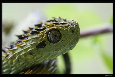 Уникальные изображения колючей змеи