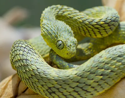 Фото колючей змеи в высоком разрешении