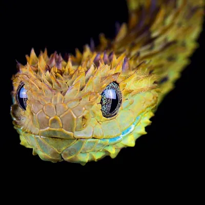 Впечатляющие фотографии колючей змеи