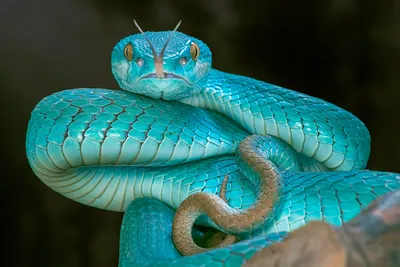 Фото колючей змеи - скачивайте в любом формате