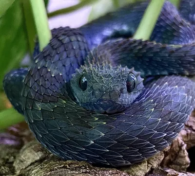 Колючая змея - фото для любителей рептилий