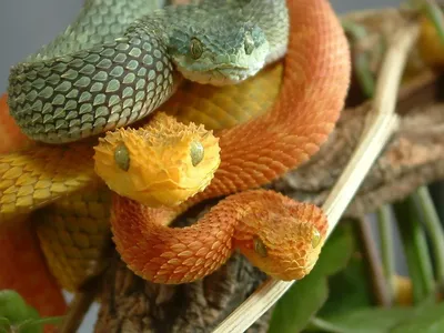 Удивительные изображения колючей змеи