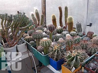 Коллекция кактусов фото