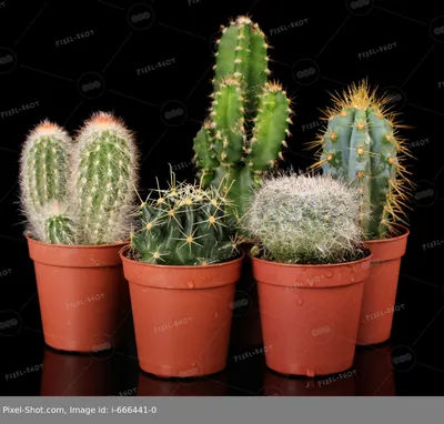 Такие разные и такие колючие! Виды кактусов | Фотокадр | Дзен