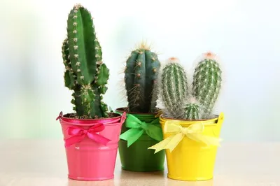 Обзор кактусов: Моя коллекция кактусов #vladstiller - YouTube