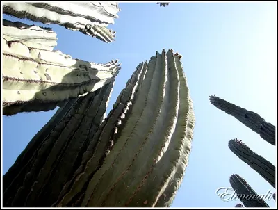 Коллекция кактусов на деревянном фоне :: Стоковая фотография :: Pixel-Shot  Studio