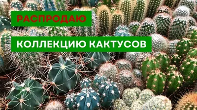 Пробуждаем кактусы после зимнего покоя: Общество: Облгазета