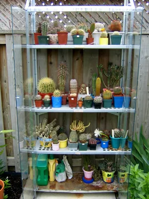 Кактусы и Суккуленты - Коллекция кактусов и суккулентов в бетонном кашпо |  Facebook