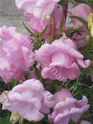 Семена цветов Колокольчик средний махровый Поиск Смесь Окрасок 0,1 г — цена  в Нижнекамске, купить в интернет-магазине, характеристики и отзывы, фото