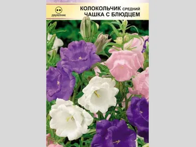 Колокольчик Средний Лилак – купить семена в интернет-магазине Лафа с  доставкой по Москве, Московской области и России