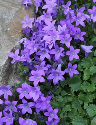 Колокольчик Портеншлага, Campanula portensclagiana \"Blue\", синий, h20 см,  P9 | СадПарад