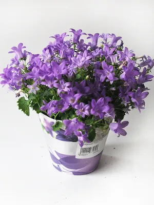 Колокольчик Портеншлага / Campanula portenschlagiana