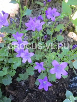 Колокольчик Портеншлага Клоквайз Дип Блю (Campanula portenschlagiana  Clockwise Deep Blue) 2л, цена в Санкт-Петербурге от компании Вилла-планта  (садовый центр и питомник растений, ландшафтное бюро)