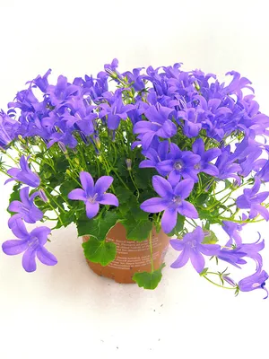 Campanula portenschlagiana / Колокольчик (кампанула) Портеншлага | Атлас  цветущих растений