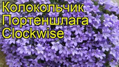 Прекрасный и нежный почвопокровник – колокольчик Портеншлага | Идеальный  сад | Дзен