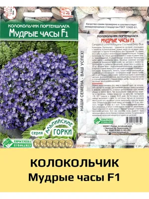 ᐉ Растение Колокольчик Портеншлага p9 • Купить в Киеве, Украине • Лучшая  цена в Эпицентр К