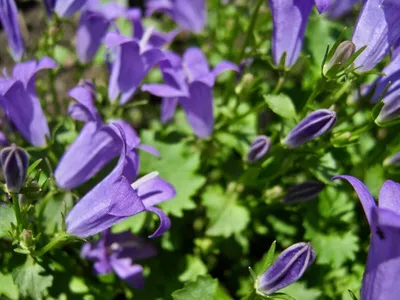 Колокольчик Портеншлага (Campanula portenschlagiana)