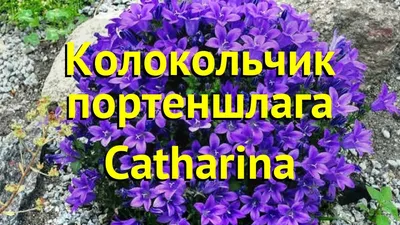 колокольчик портеншлага. capanula portenshlagia