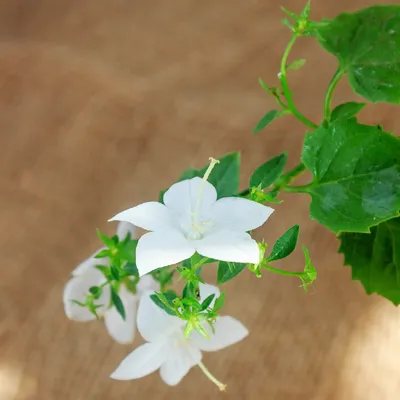 Вертикордия — Колокольчик равнолистный синий (Campanula isophylla)