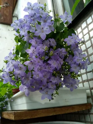 Вертикордия — Колокольчик равнолистный белый (Campanula isophylla)