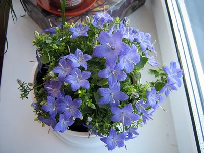 Вертикордия — Колокольчик равнолистный белый (Campanula isophylla)