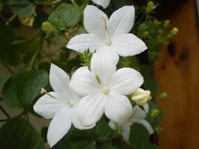 Любимый цветок Колокольчик равнолистный ,,Невеста,, - YouTube