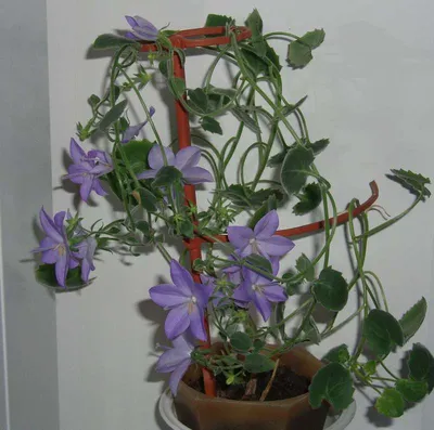 Вертикордия — Колокольчик равнолистный белый (Campanula isophylla)