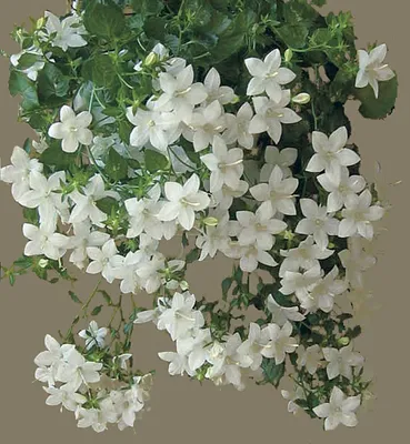 Колокольчик - фото растений - Форум цветоводов Фрау Флора