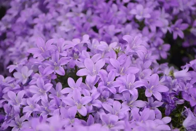 Кампанула равнолистная (Campanula isophylla) - «Моя капризная красотка! » |  отзывы