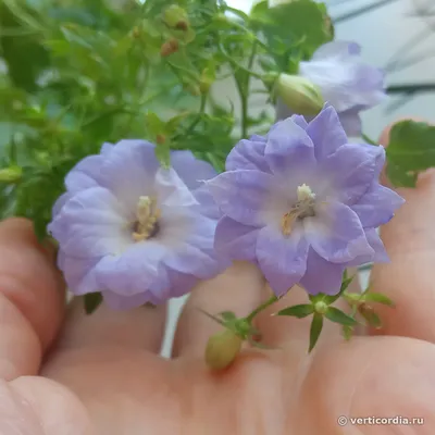 Вертикордия — Колокольчик равнолистный \"Dublin Bicolor\" (Campanula  isophylla)