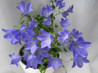 Вертикордия — Колокольчик равнолистный синий (Campanula isophylla)