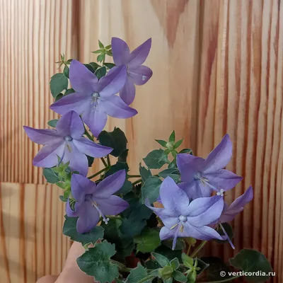 Вертикордия — Колокольчик равнолистный синий (Campanula isophylla)