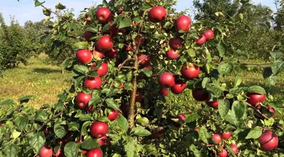 Осенняя колоновидная яблоня - 53 фото