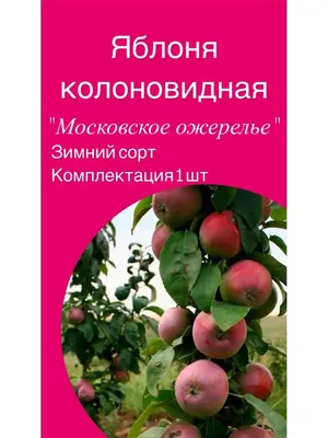 Купить саженцы Яблоня колоновидная Янтарное ожерелье — от НПО Сады Росcии