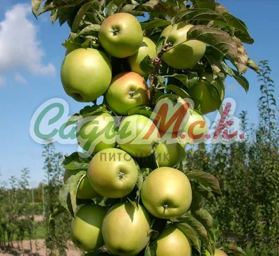 Выживают ли Колоновидные яблони в Челябинске | Канал о цветах Ольги  Пряниковой | Дзен