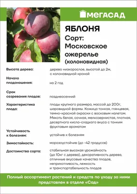 Клубни Яблоня купить по выгодной цене в интернет-магазине OZON (1185587952)