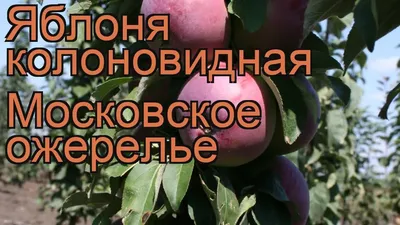 Выживают ли Колоновидные яблони в Челябинске | Канал о цветах Ольги  Пряниковой | Дзен