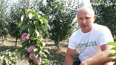 Яблоня \"Московское ожерелье\" (Х2) ✓ купить саженцы в питомнике в Москве,  Туле, Белгороде